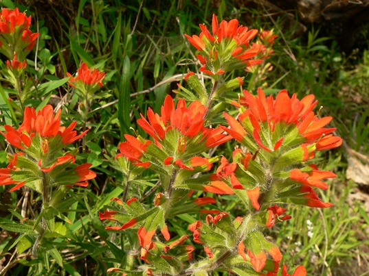 {Castilleja coccinea}